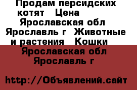 Продам персидских котят › Цена ­ 2 000 - Ярославская обл., Ярославль г. Животные и растения » Кошки   . Ярославская обл.,Ярославль г.